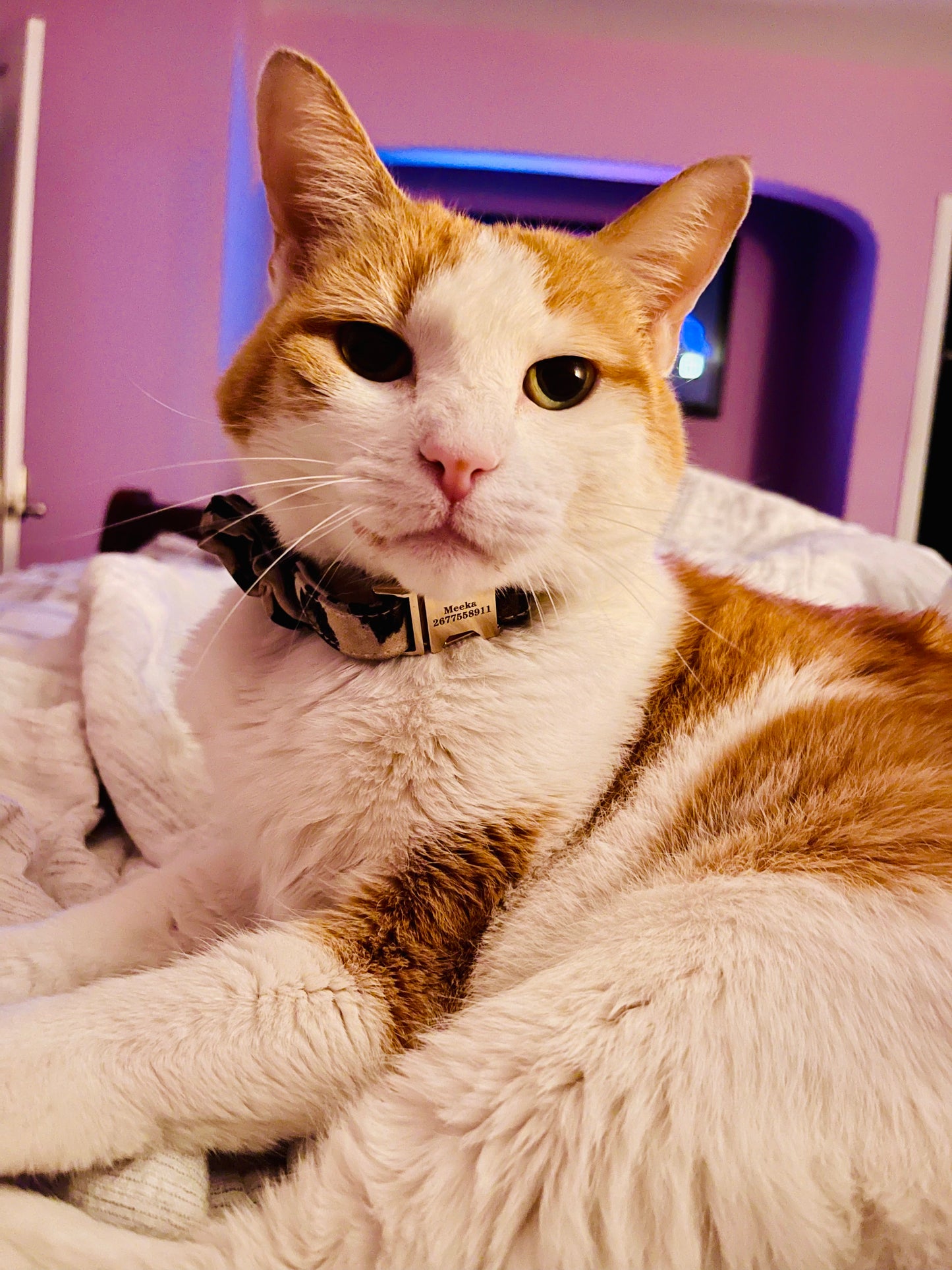 The Meeka Sassy Cat Scrunchie